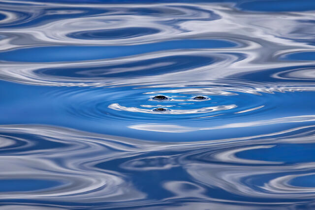 Bubbling Up print