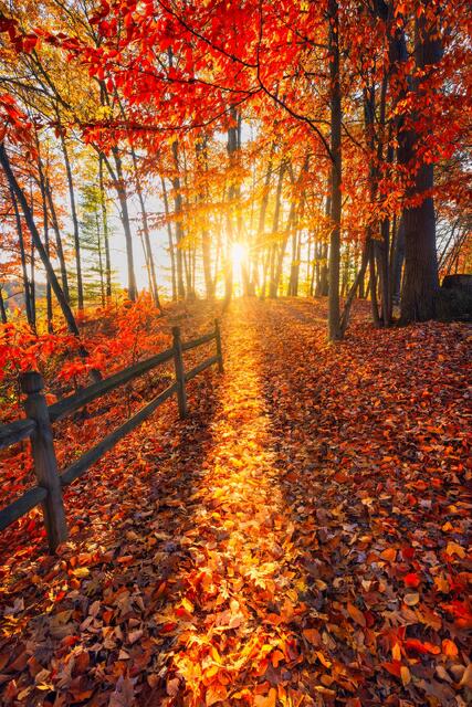 Journey to the Light print