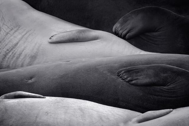 Sleeping Giants print