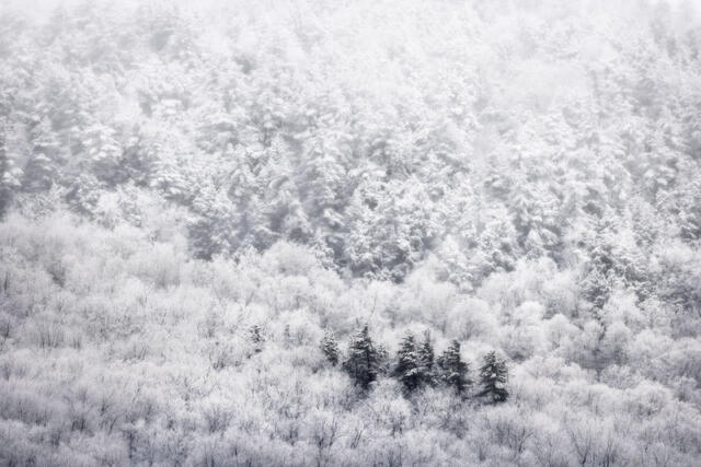 A Snowy Dream print