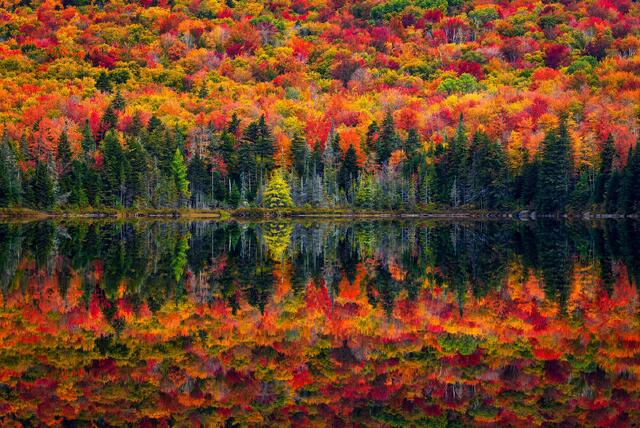 Trees and Forests 