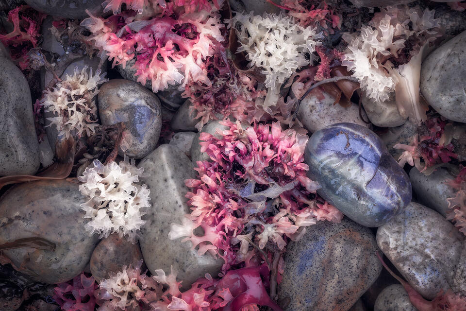 Coastal Bouquet