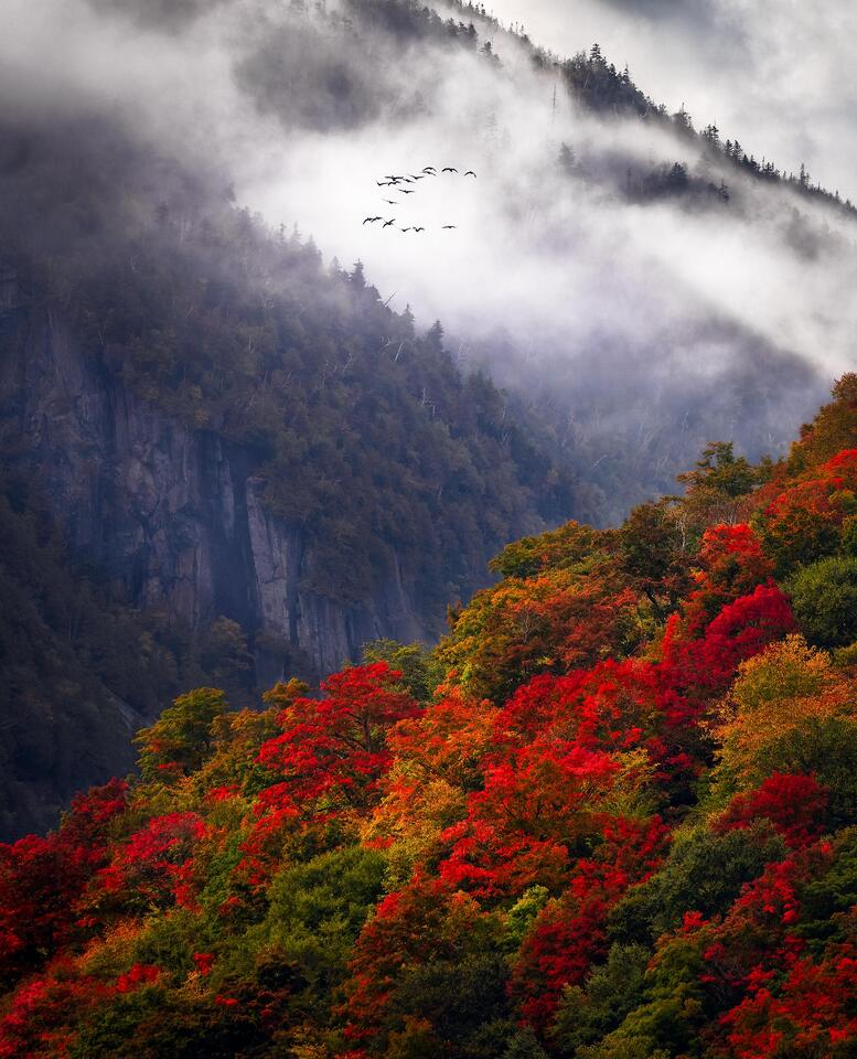 Foliage, fog and geese creates a mystical scene in the Adirondack Mountains.