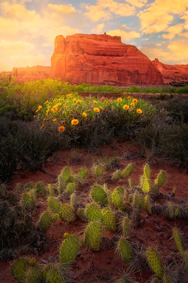 Wildflowers, cacti, cottonwoods and sandstone towers are visible during a sunset drive in Arches National Park.