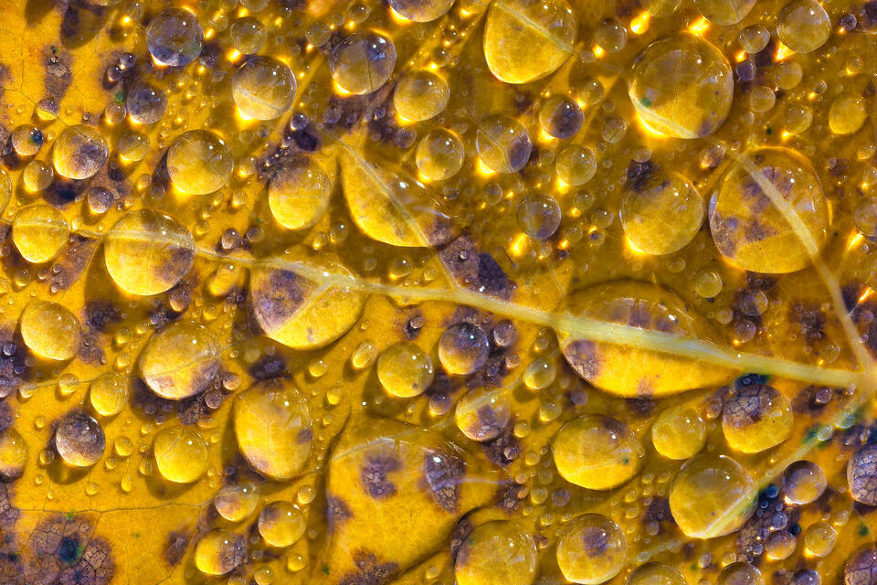 Abstract view of rain droplets on a yellow autumn leaf in the Adirondack Mountains.