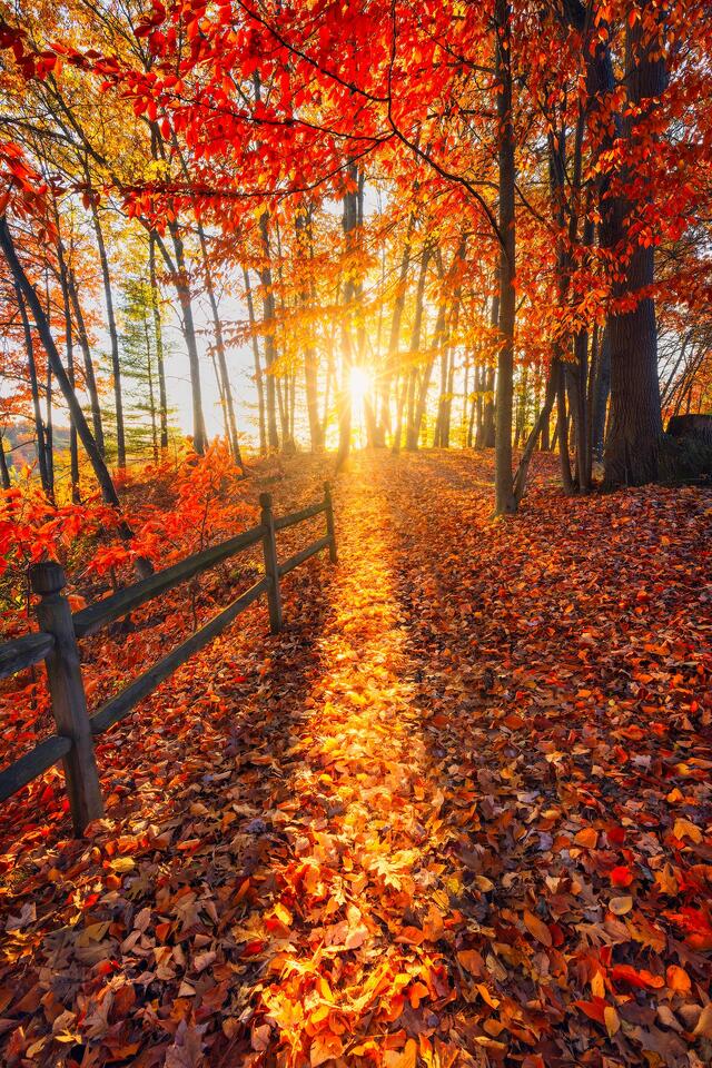 The sunrise lights up the hiking trail covered with fallen foliage in Upstate New York.
