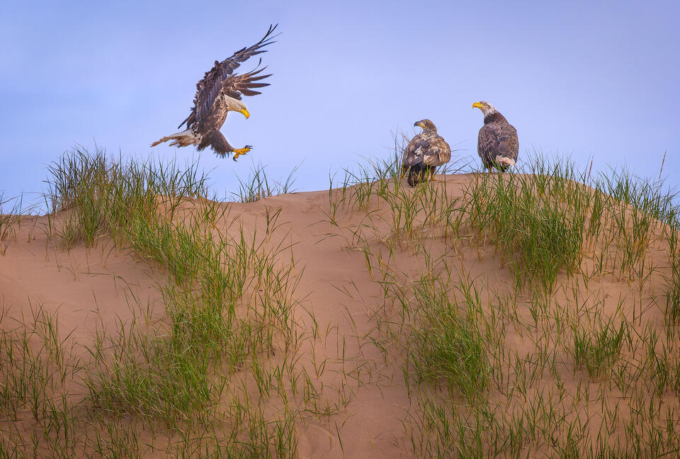 A bald eagle flies in and lands with two other eagles atop a sand dune in Prince Edward Island National Park.