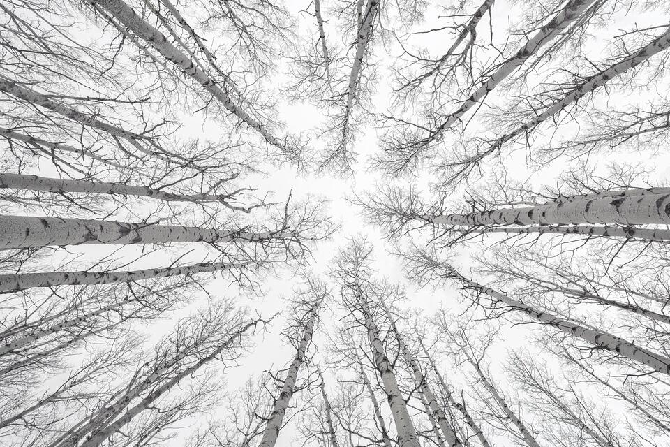 Aspen trees reach towards the sky in Jasper National Park, Alberta.