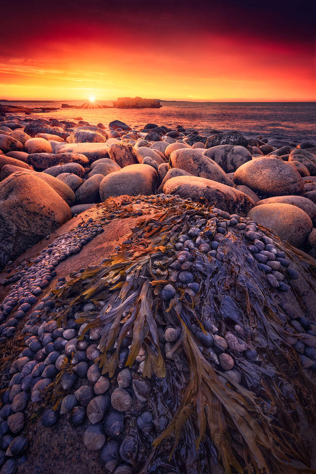 Periwinkles and kelp lay across a boulder at sunrise in Acadia National Park.