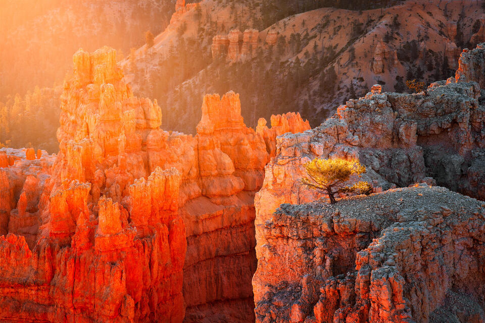 A small tree has managed to take root atop a hoodoo in Utah's Byrce Canyon National Park.
