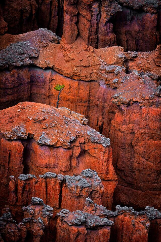 Small tree barely hanging onto life atop the jagged folds within Bryce Canyon.