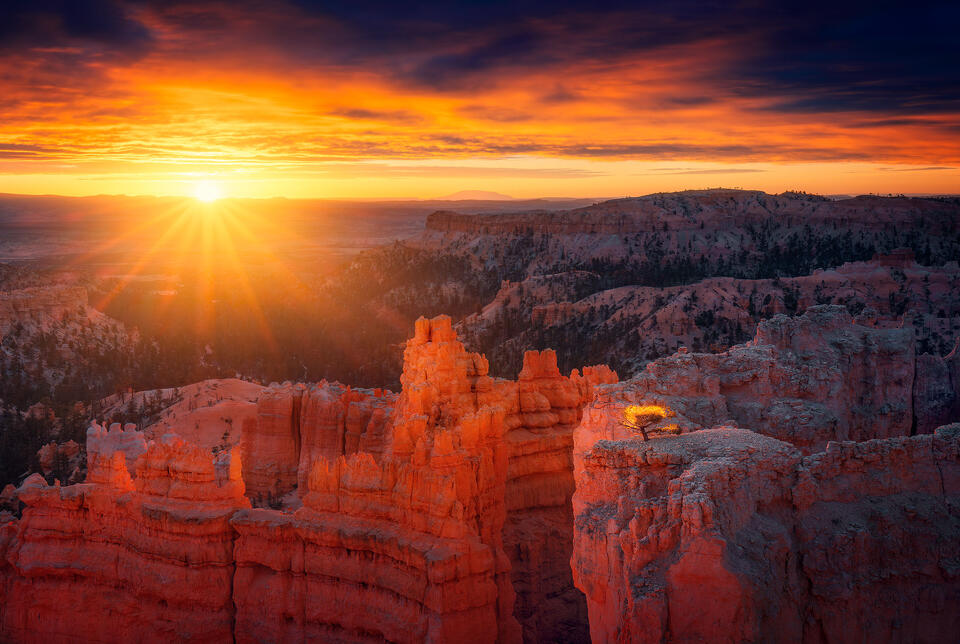 A tree has taken root atop a hoodoo in Utah's Bryce Canyon National Park.