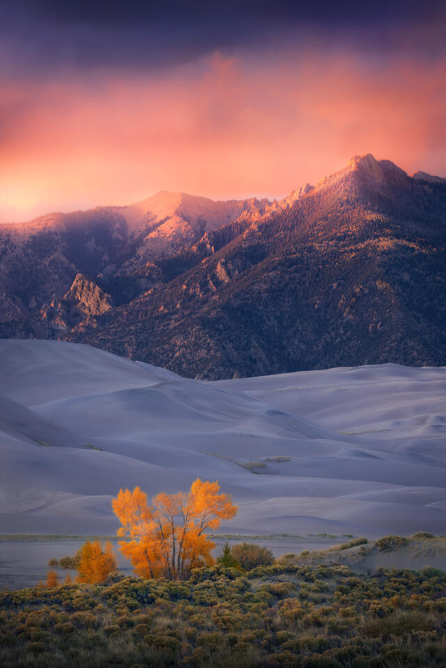 A lone cottonwood tree displays golden autumn foliage at the edge of the sand dunes and mountains in Colorado's Great Sand Dunes National Park at sunset. 