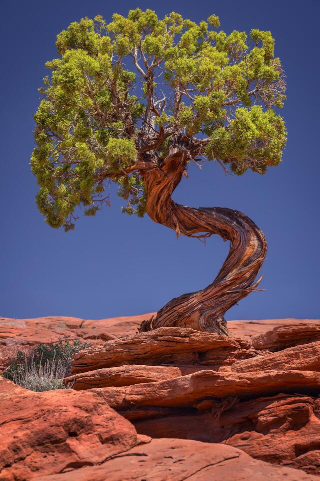 A twisted and tenacious juniper tree on a sunny April afternoon in Utah's Deadhorse Point State Park. 