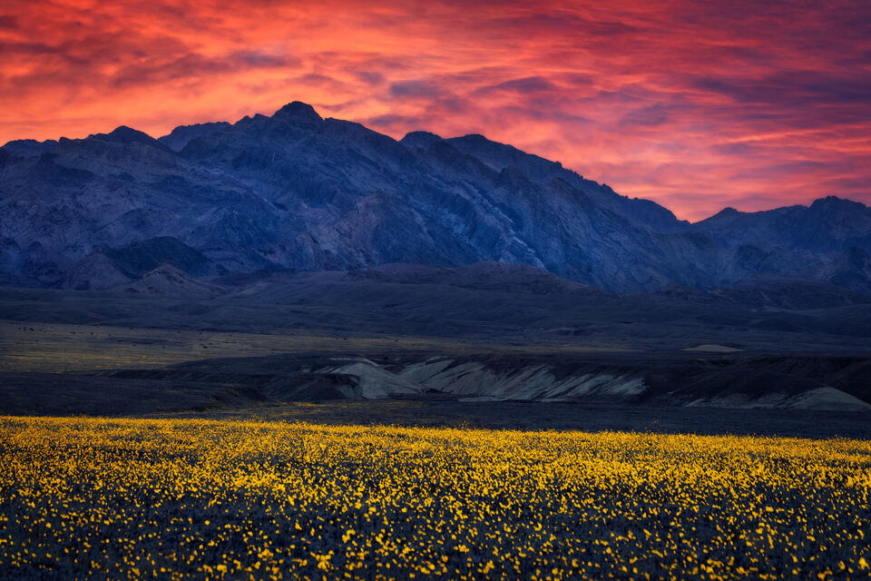 Desert Gold