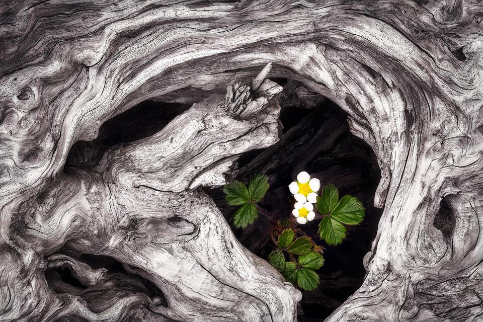 Two small flowers inside a piece of driftwood in British Columbia's Pacific Rim National Park.