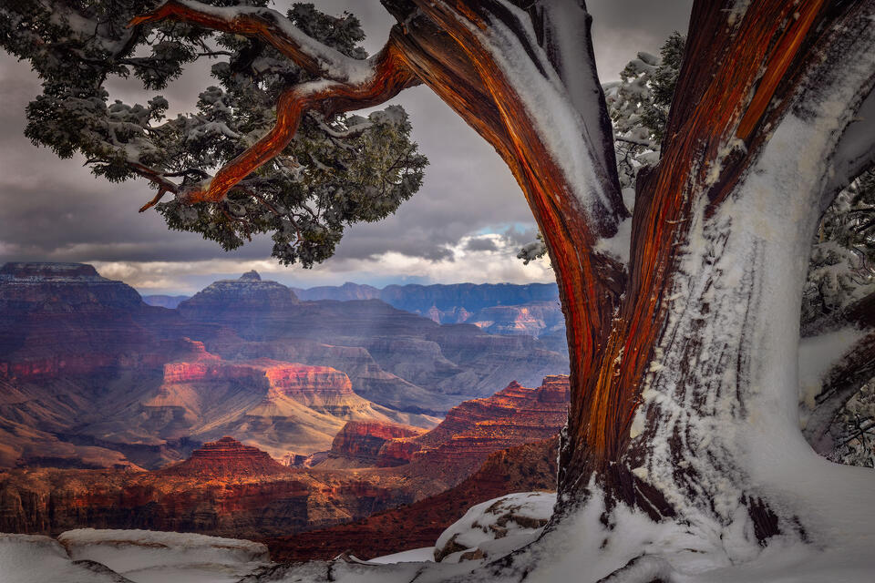 A snowy juniper tree gracefully frames a view of the Grand Canyon on a glorious winter day.