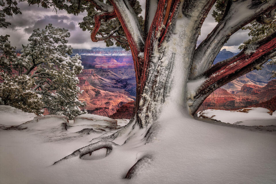 Snow coats a juniper tree at the edge of the Grand Canyon on a glorious winter day.