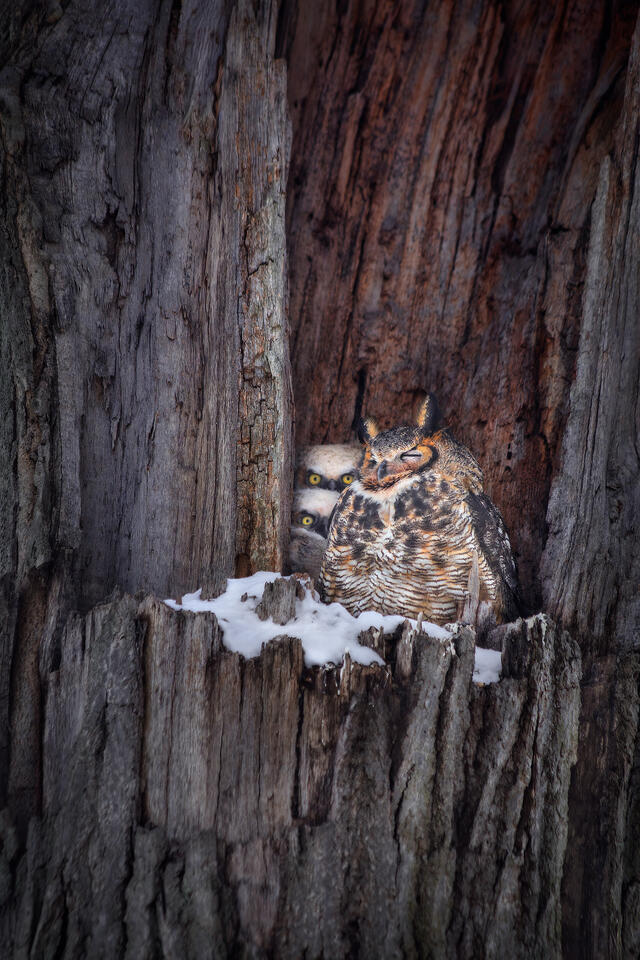 Two great horned owlets peek out from behind their mother. 