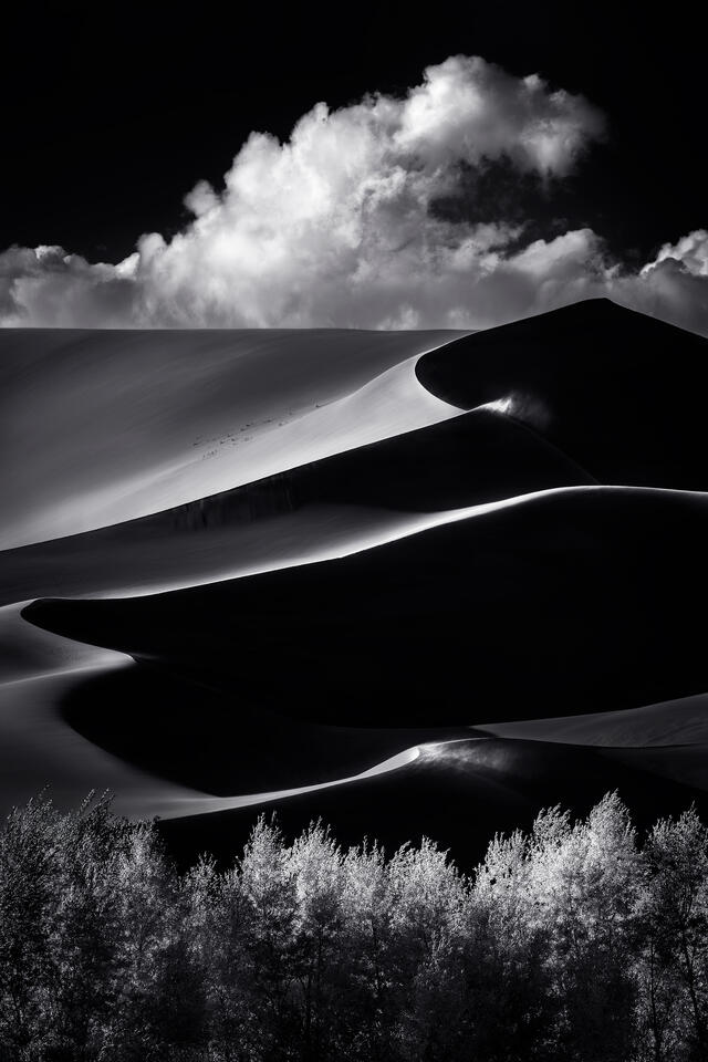 A black and white photograph of sunlit sand dunes and cottonwood trees under a dramatic cloud in Colorado's Great Sand Dunes National Park.