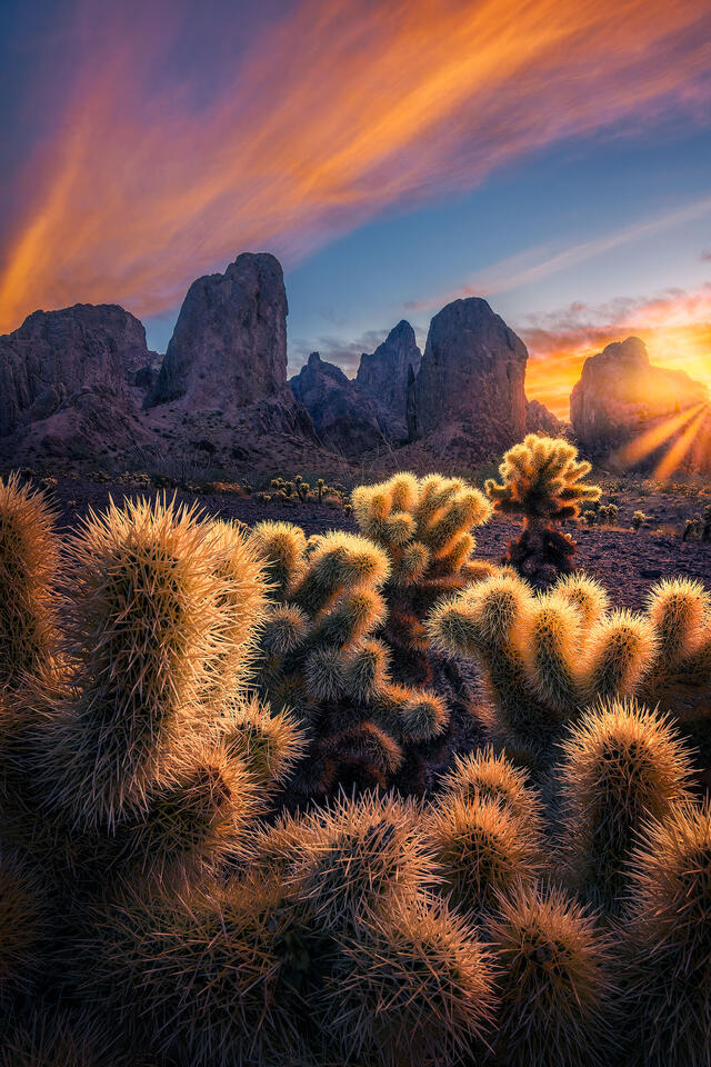 Pretty yet prickly cholla cacti made for a perfect foreground to capture the sunrise on a beautiful winter morning in the Kofa Mountains.