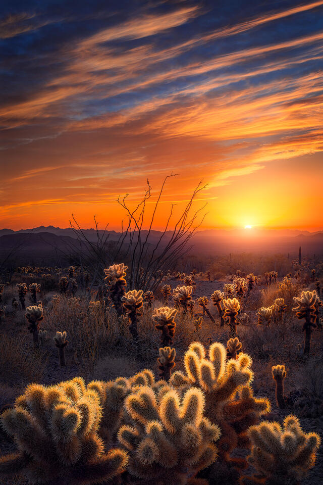 Cholla cacti glow with the light of the setting sun while the sky explodes into a symphony of color in Arizona’s Kofa Mountains.