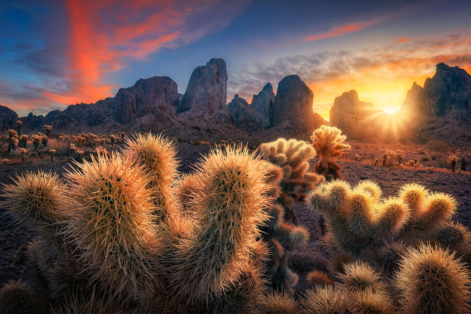Pretty yet prickly cholla cacti made for a perfect foreground to capture the sunrise on a beautiful winter morning in the Kofa Mountains.