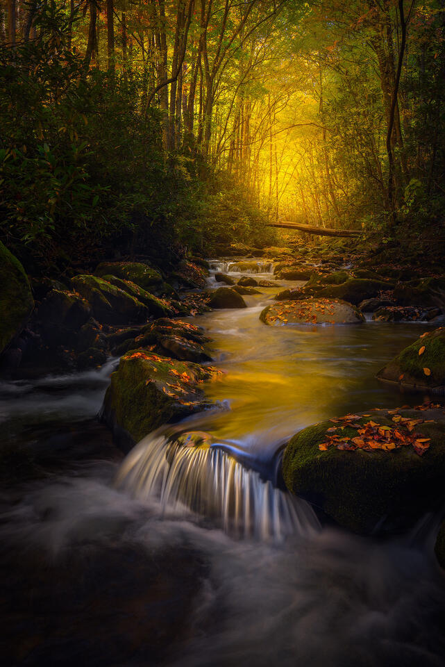 Warm light shines through the autumn forest and reflects on a creek in Great Smoky Mountains National Park.