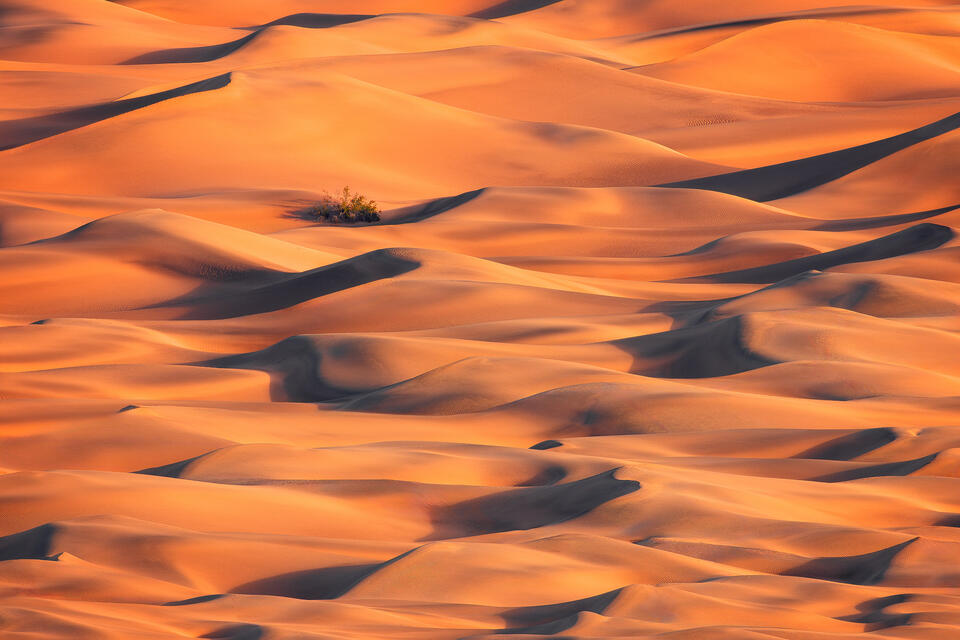 A lone cresote bush stands out from the seemingly endless sand dunes of California's Death Valley National Park at sunrise.
