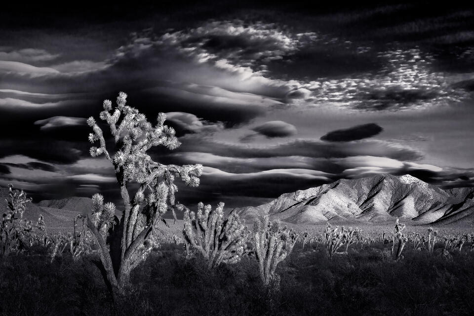 Dramatic lenticular clouds fill the sky above the Joshua trees and mountains of California's Mojave National Preserve.