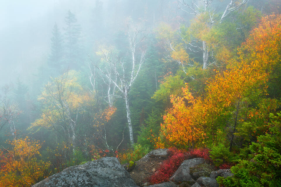Thick fog mingles with the trees just below the summit of Mount Jo on an autumn morning in New York's Adirondacks High Peaks.