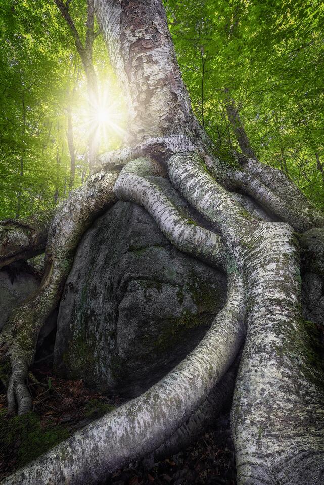 A large boulder was no match for this tenacious tree in the Northeast Kingdom of Vermont.