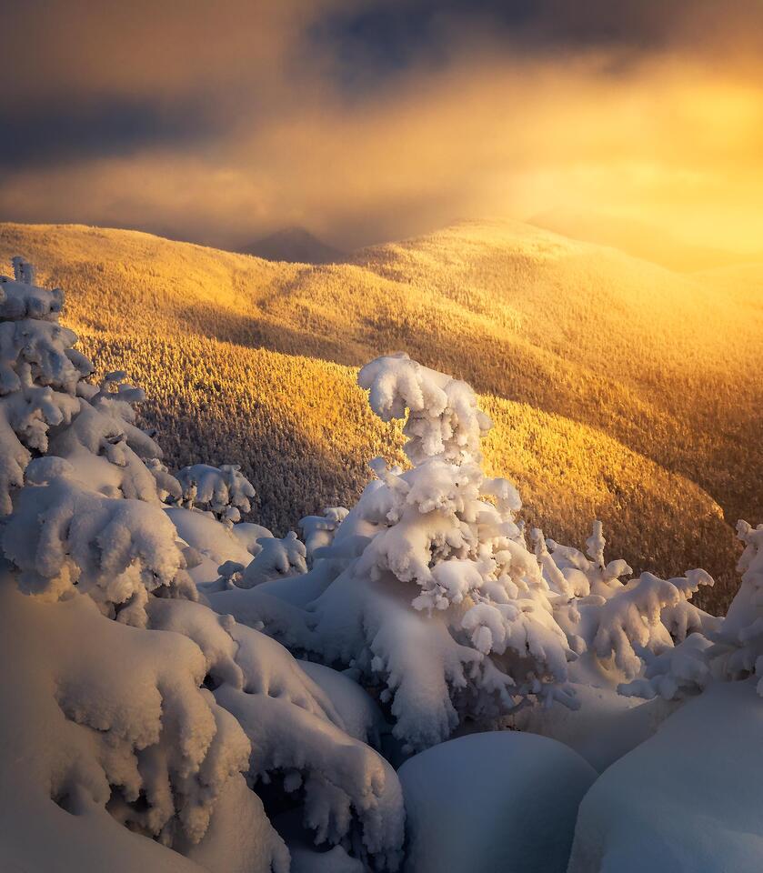 Snow-covered trees at the top of Phelps Mountain are lit up by sunset. 