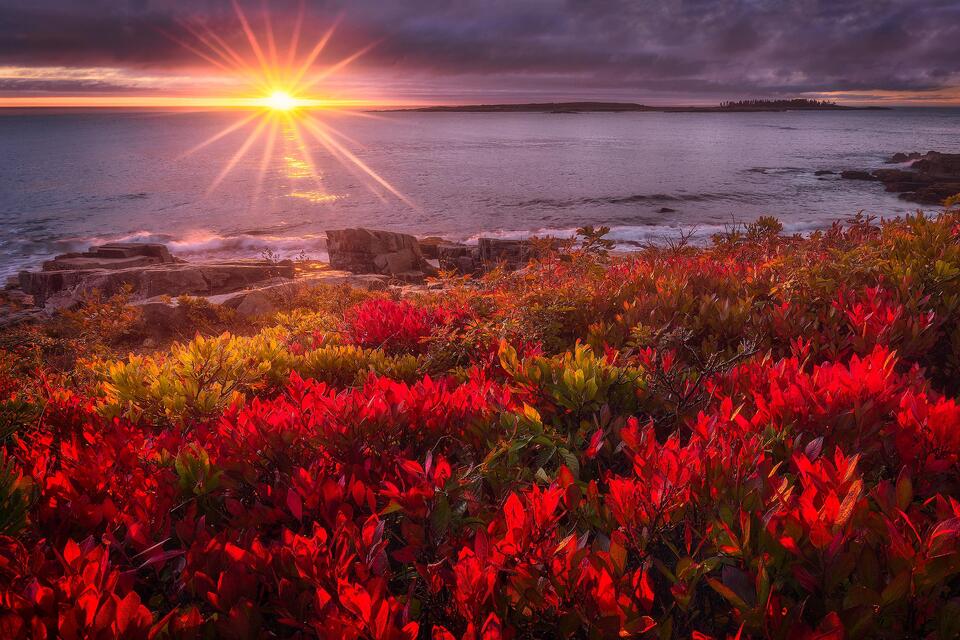 Blueberry bushes along the Schoodic Peninsula turn bright red in October. 