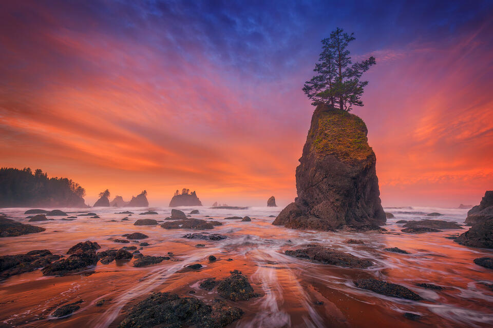 A beautiful sea stack at Shi Shi Beach with two trees on top that have somehow managed to take root enjoys a spectacular November sunrise.