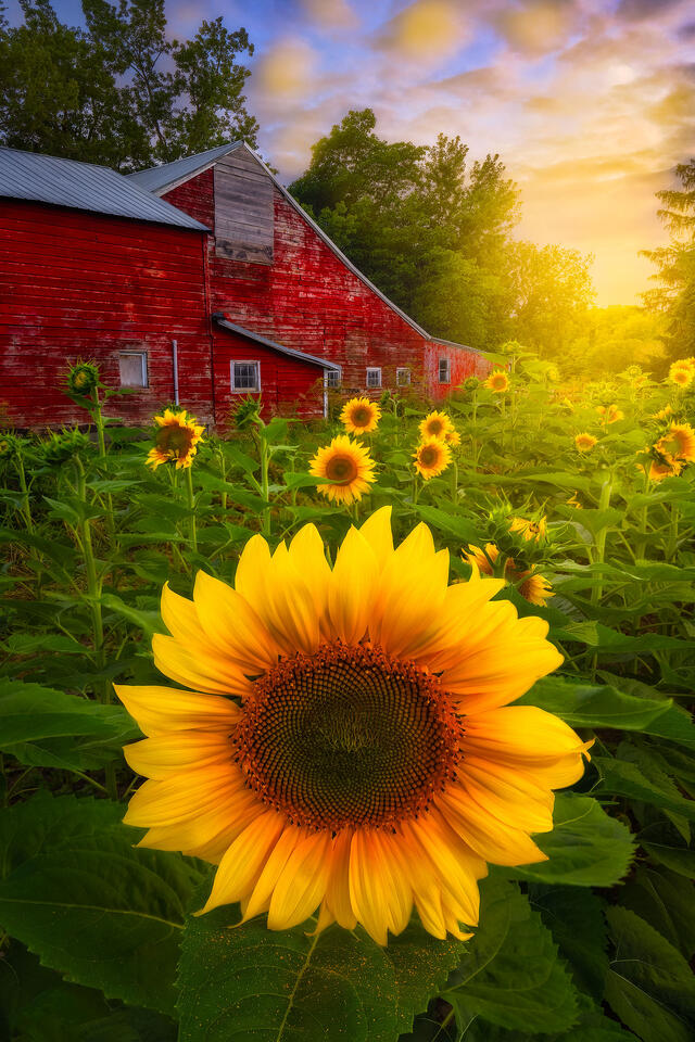 Snowflowers bloom against a red barn on a summer night.