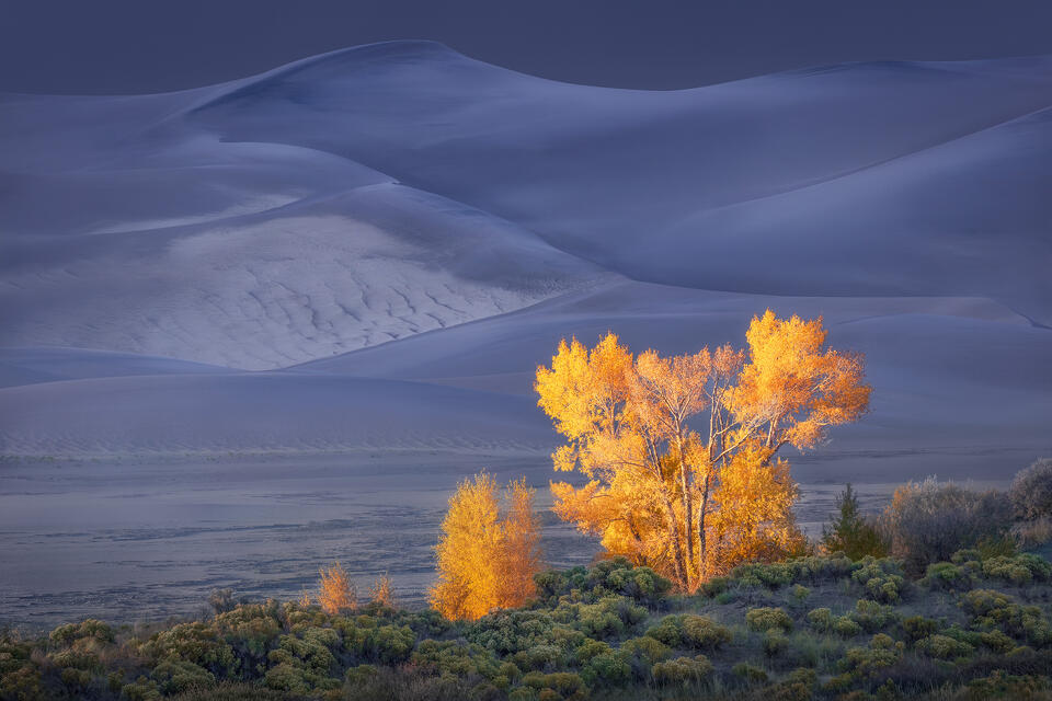 Evening light shines on a lone cottonwood tree displaying golden fall foliage at the edge of the expansive dune fields of Great Sand Dunes National Park.
