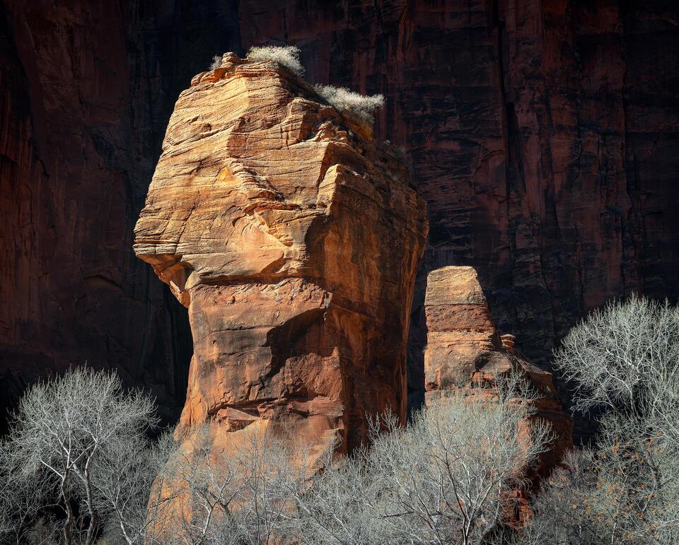The Pulpit and bare winter cottonwoods catch the afternoon sunshine in the Temple of Sinawava section of Utah’s Zion National Park.