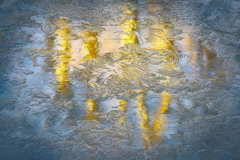 Sunlit tree trunks reflect on the frozen surface of a pond in Upstate New York.