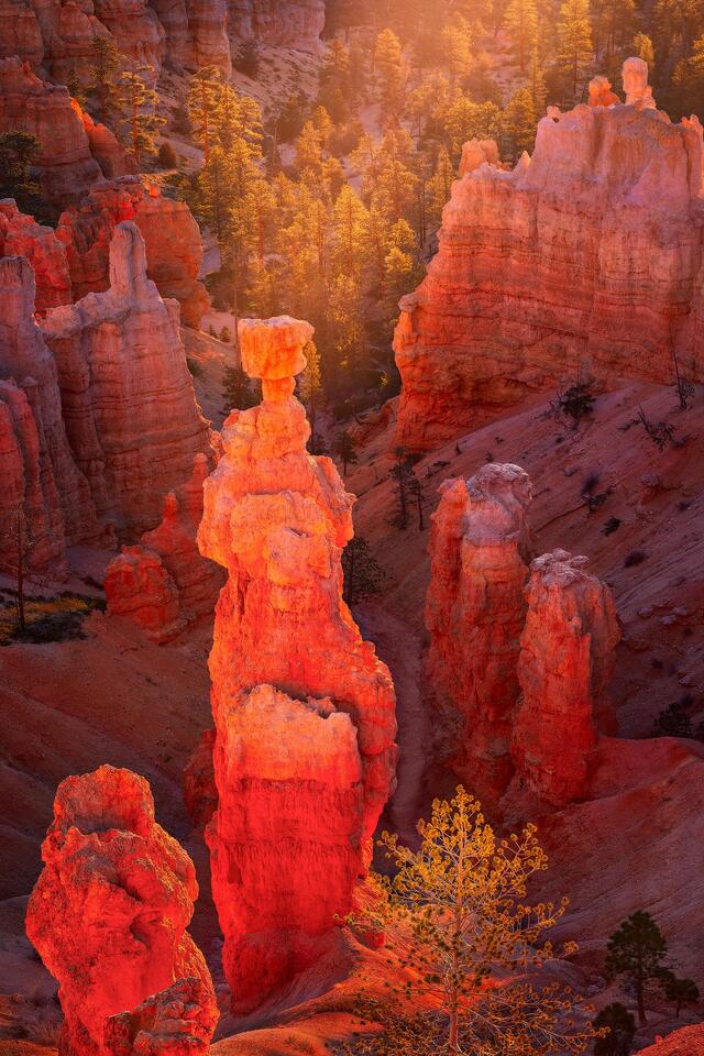 Thor’s Hammer, the icon and quite possibly the most famous hoodoo in the world, glows with the soft light of a winter sunrise.