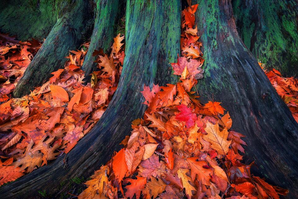 Fallen leaves surround the trunk of a tree in the Adirondacks.