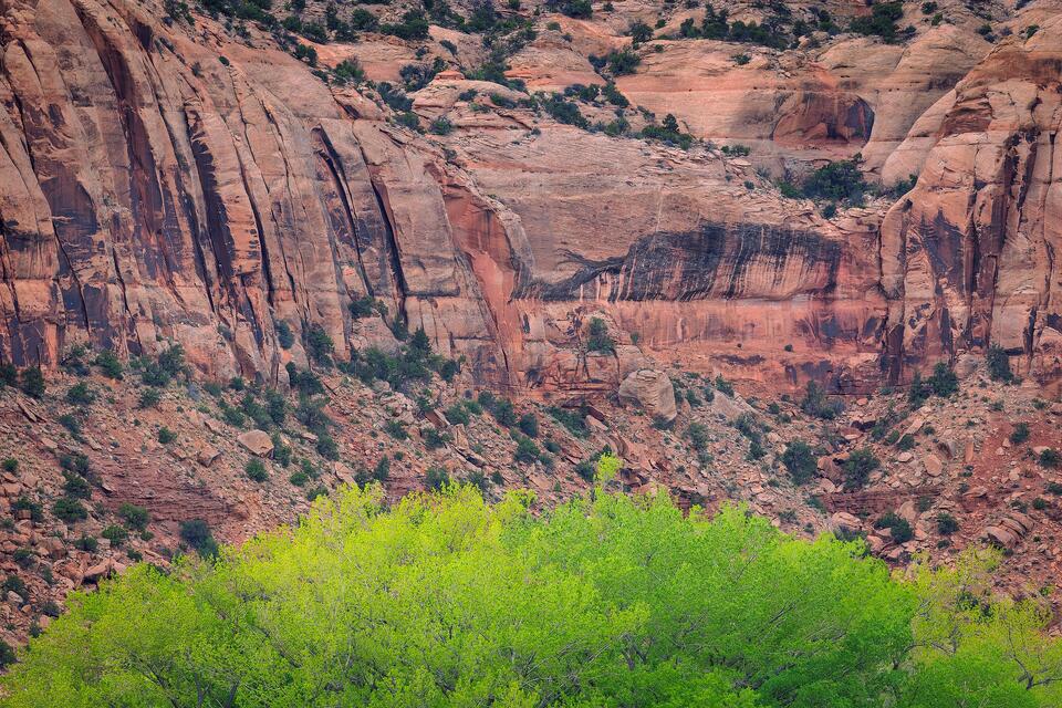 Cottonwood trees at the base of a canyon spring to life in Utah’s Bears Ears National Monument.