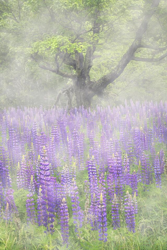 Morning fog is visible throughout the meadow of lupines during spring.
