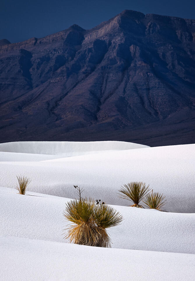 Yucca plants stand out from the bright white sand dunes of New Mexico's White Sands National Park.