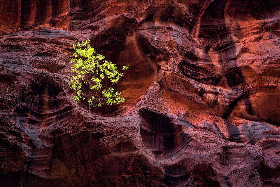 A lone cottonwood sapling has taken root in the canyon wall of Zion National Park.
