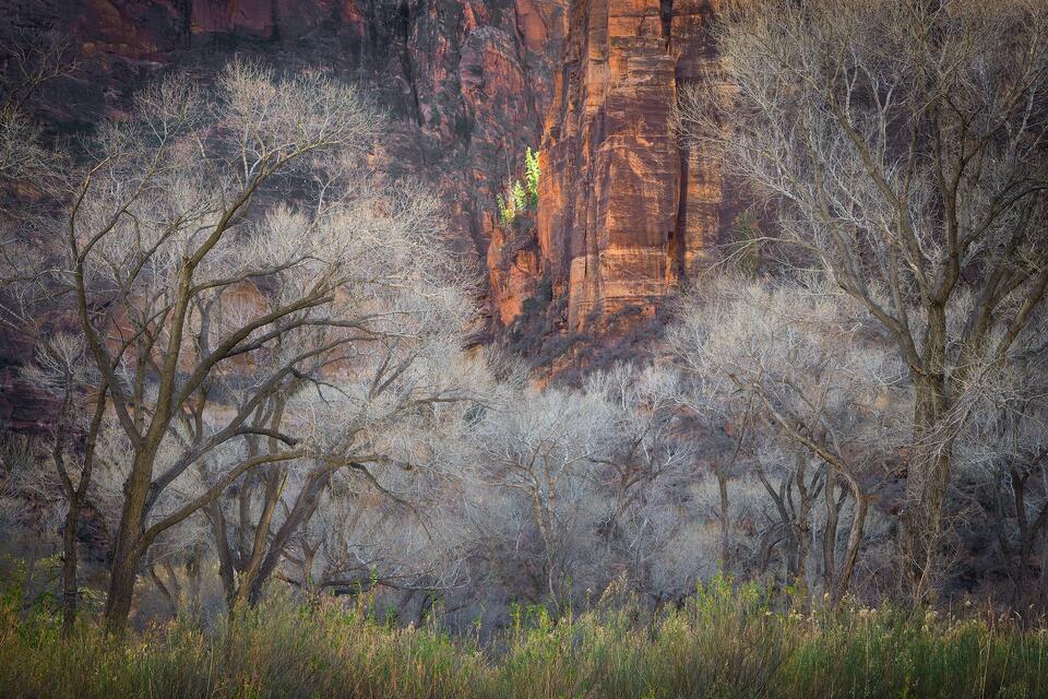 Cottonwood trees frame sunlit evergreens high up on a canyon wall in Utah’s Zion National Park.