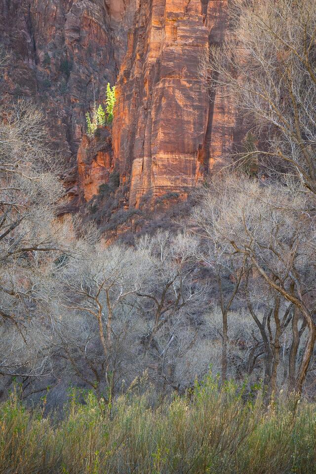 Stately cottonwood trees frame sunlit evergreens high up on a canyon wall in Utah’s Zion National Park.