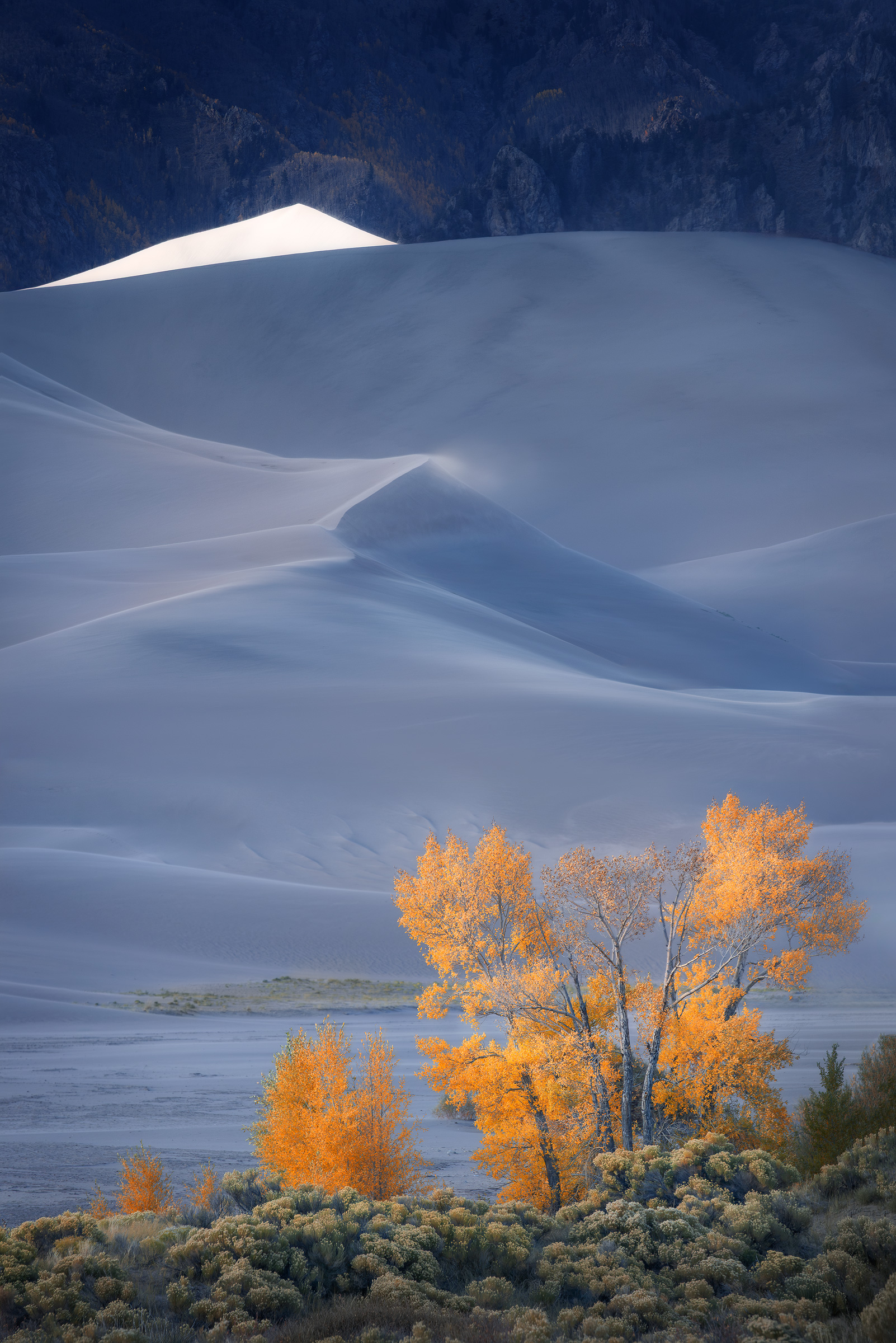 Autumn's Exhale A golden cottonwood tree during peak fall foliage at the base of sand dunes and mountains in Colorado's Great Sand Dunes National Park.