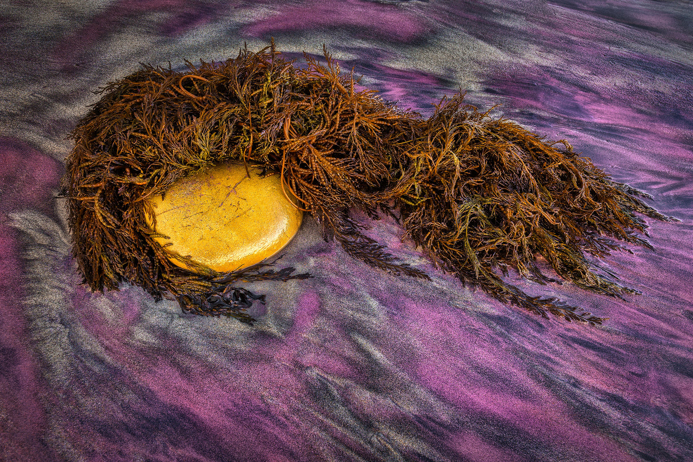 Purple Mascara Rock and seaweed rest on purple sand at Pfeiffer Beach.
