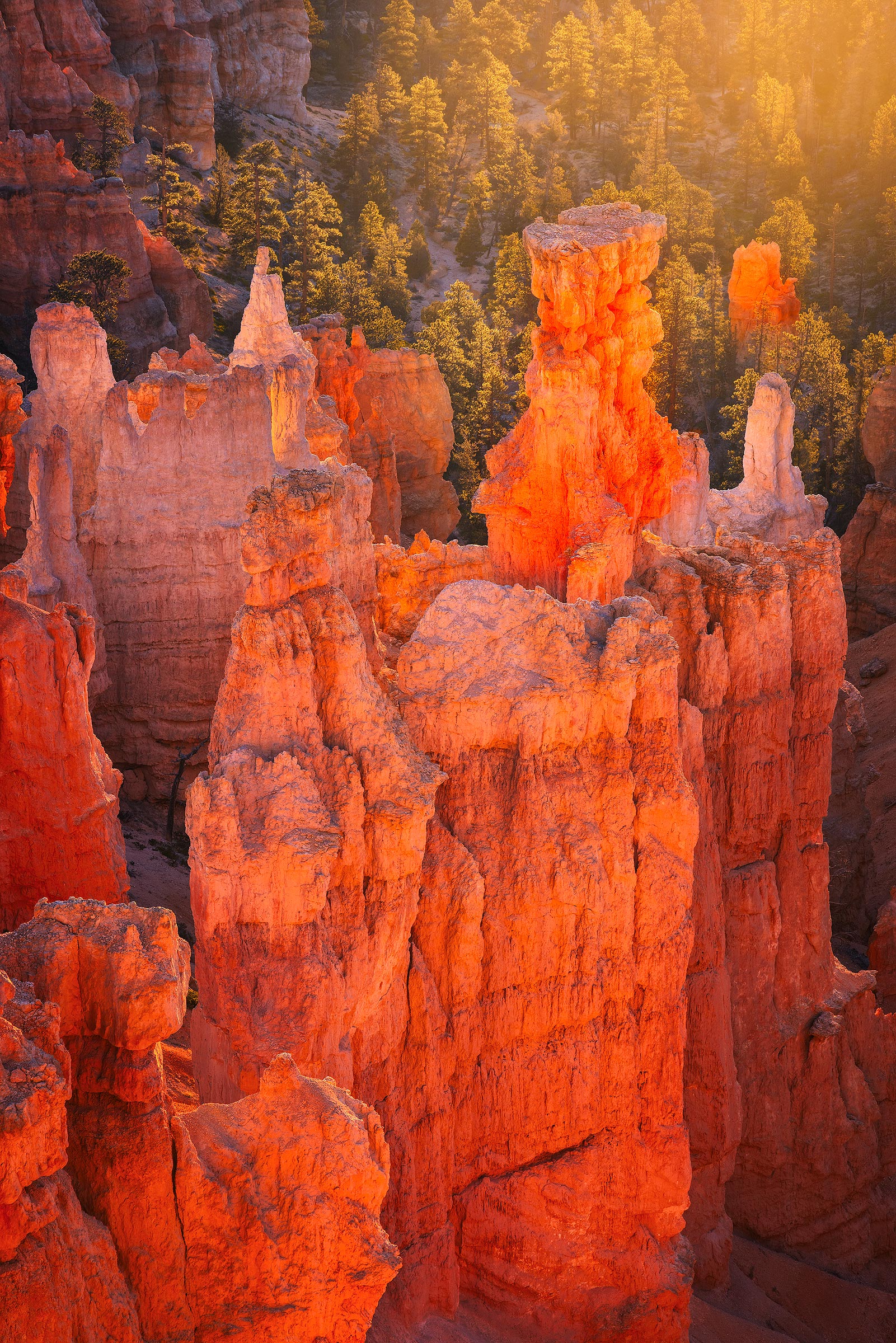 Hoodoo Glow Hoodoos and the surrounding pine tree forest glow with the soft morning light of winter in Utah’s Bryce Canyon National Park.